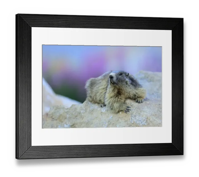 Framed Print : Alpine marmot (Marmota marmota) on a rock, Andorra, July Framed Print : Alpine marmot (Marmota marmota) on a rock, Andorra, July