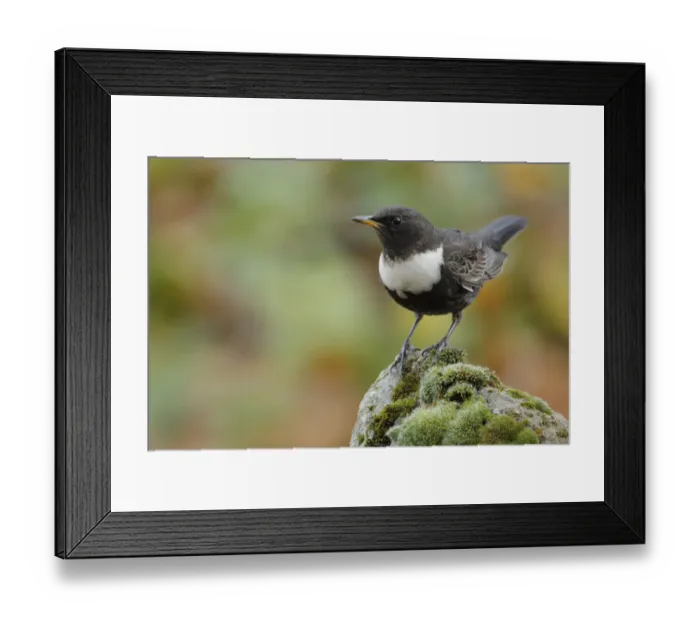 Framed Print : Ring ouzel (Turdus torquatus) male perched on rock, Sierra de Grazalema Natural Park Framed Print : Ring ouzel (Turdus torquatus) male perched on rock, Sierra de Grazalema Natural Park
