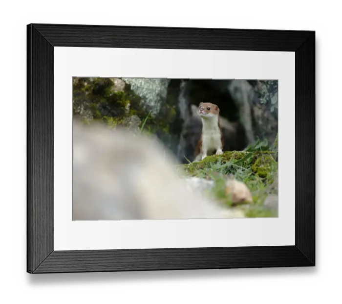 Framed Print : Weasel (Mustela nivalis) portrait, Sierra de Andujar Natural Park, Spain. January Framed Print : Weasel (Mustela nivalis) portrait, Sierra de Andujar Natural Park, Spain. January