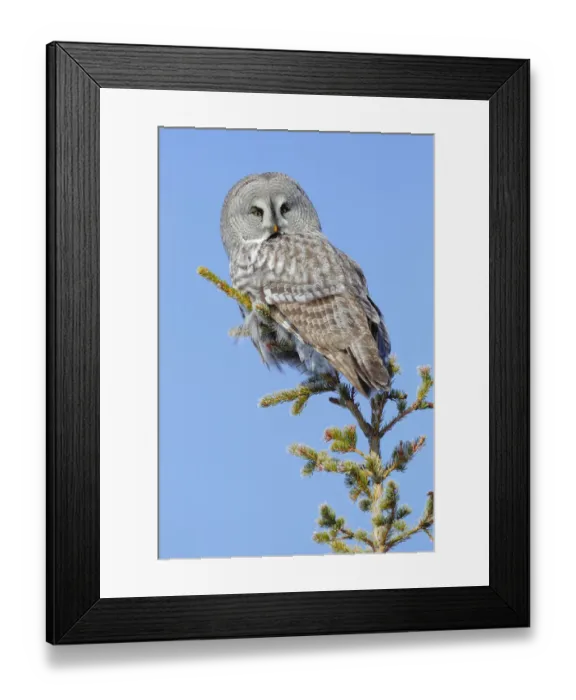 Framed Print : Great grey owl (Strix nebulosa) perched on a tree (Picea abies), Finland, March