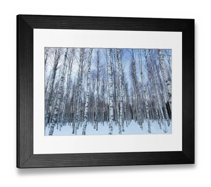 Framed Print : European white birch (Betula pubescens) woodland in winter, Spain, March 2016 Framed Print : European white birch (Betula pubescens) woodland in winter, Spain, March 2016