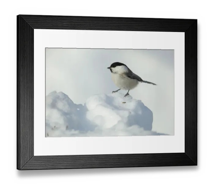 Framed Print : Willow tit (Poecile montanus) on snow, Kuusamo, Finland, March Framed Print : Willow tit (Poecile montanus) on snow, Kuusamo, Finland, March