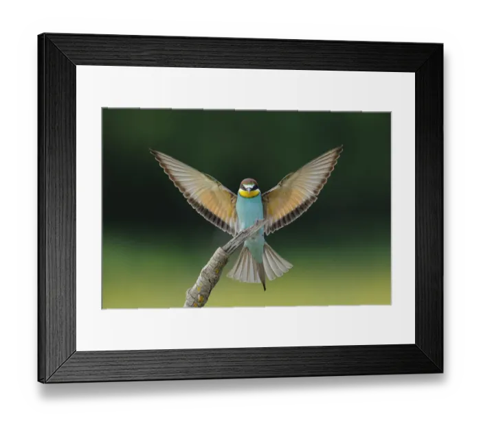 Framed Print : Bee-eater (Merops apiaster), Sierra de Grazalema Natural Park, southern Spain, April Framed Print : Bee-eater (Merops apiaster), Sierra de Grazalema Natural Park, southern Spain, April