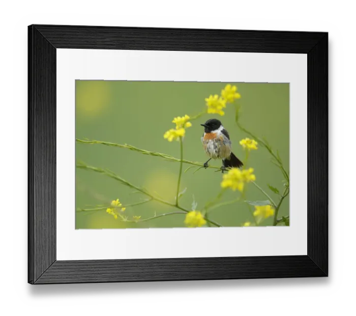 Framed Print : Common stonechat (Saxicola torquata) peched in brassica flowers, Sierra de Grazalema Natural Park