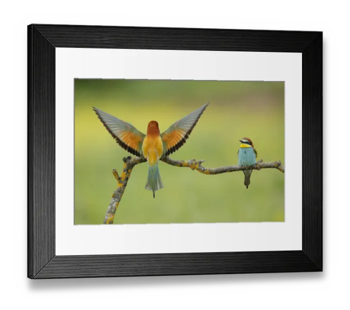 Framed Print : Bee-eater (Merops apiaster), Sierra de Grazalema Natural Park, southern Spain, April Framed Print : Bee-eater (Merops apiaster), Sierra de Grazalema Natural Park, southern Spain, April