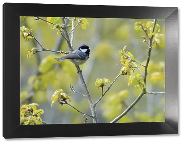 Coal tit (Periparus ater) perched on branch in spring with flower buds, Asturias, Spain, April