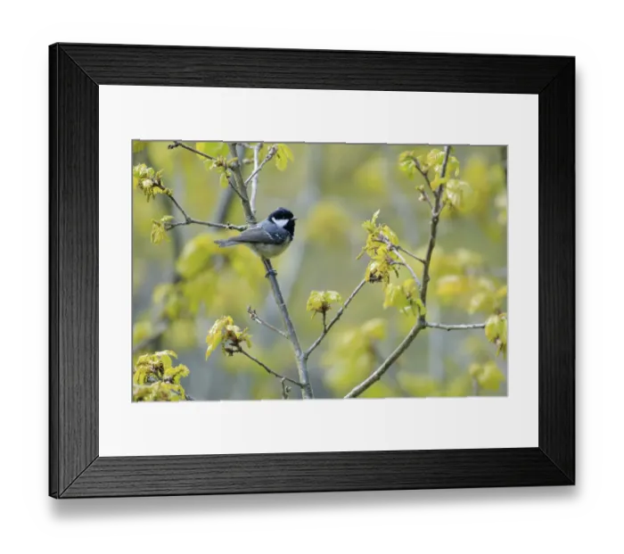 Framed Print : Coal tit (Periparus ater) perched on branch in spring with flower buds, Asturias, Spain, April Framed Print : Coal tit (Periparus ater) perched on branch in spring with flower buds, Asturias, Spain, April