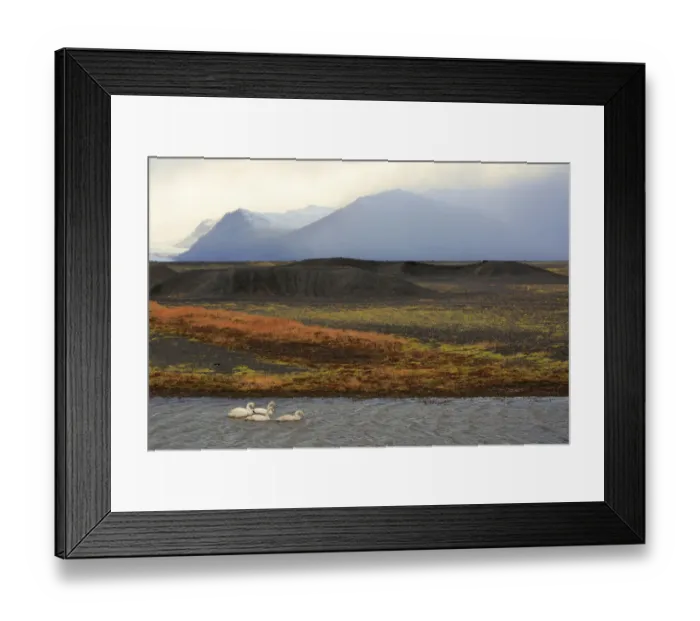 Framed Print : Family of Whooper swan (Cygnus cygnus), Iceland, February Framed Print : Family of Whooper swan (Cygnus cygnus), Iceland, February