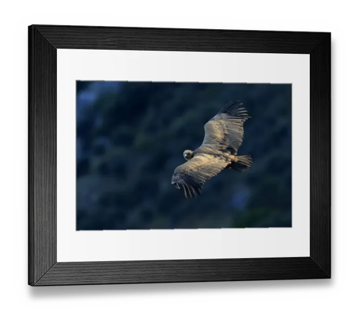 Framed Print : Griffon vulture (gyps fulvus in flight) Andalusia, Spain, March Framed Print : Griffon vulture (gyps fulvus in flight) Andalusia, Spain, March