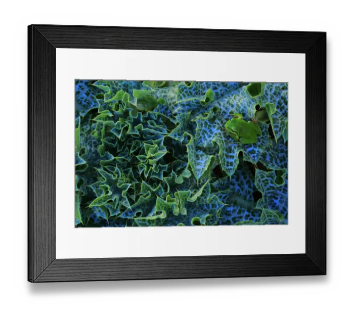 Framed Print : Tree frog (Hyla meridionalis), Cadiz, Andalusia, Spain, March Framed Print : Tree frog (Hyla meridionalis), Cadiz, Andalusia, Spain, March