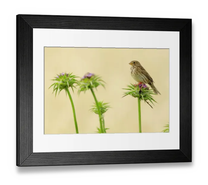 Framed Print : Corn bunting (Miliaria calandra), Cadiz, Andalusia, Spain, May Framed Print : Corn bunting (Miliaria calandra), Cadiz, Andalusia, Spain, May