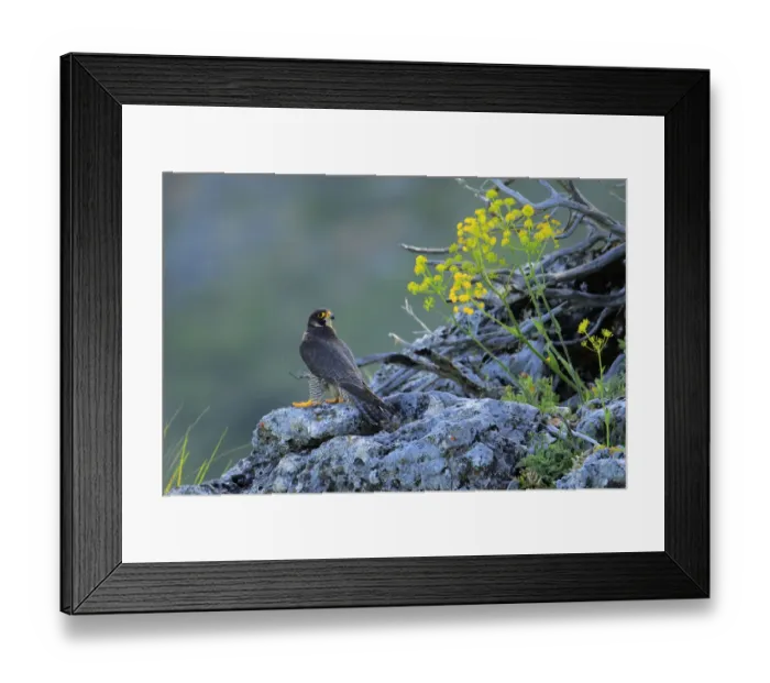 Framed Print : Peregrine falcon male (Falco peregrinus) Andalusia, Spain, May Framed Print : Peregrine falcon male (Falco peregrinus) Andalusia, Spain, May