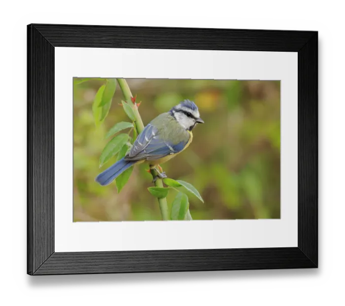 Framed Print : Blue tit (Parus caeruleus), Cadiz, Andalusia, Spain, August Framed Print : Blue tit (Parus caeruleus), Cadiz, Andalusia, Spain, August