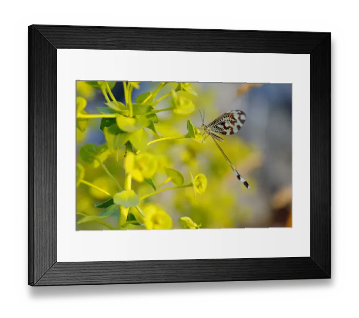 Framed Print : Spoonwing / Thread-winged antlion (Nemoptera bipennis) Sierra de Grazalema Natural Park Framed Print : Spoonwing / Thread-winged antlion (Nemoptera bipennis) Sierra de Grazalema Natural Park