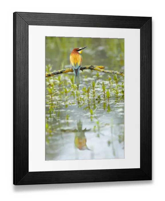 Framed Print : Bee-eater (Merops apiaster) reflected in water. Sierra de Grazalema Natural Park Framed Print : Bee-eater (Merops apiaster) reflected in water. Sierra de Grazalema Natural Park