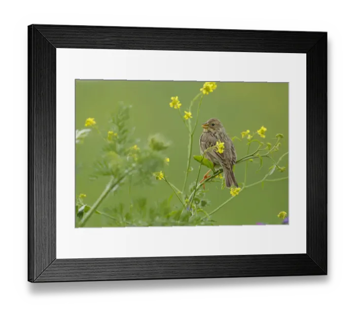 Framed Print : Corn bunting (Miliaria calandra) perched in brassica flowers, Sierra de Grazalema Natural Park Framed Print : Corn bunting (Miliaria calandra) perched in brassica flowers, Sierra de Grazalema Natural Park