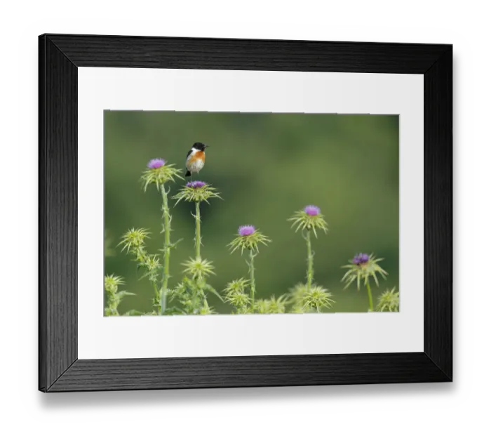 Framed Print : Common stonechat (Saxicola torquata) male on thistle. Sierra de Grazalema Natural Park Framed Print : Common stonechat (Saxicola torquata) male on thistle. Sierra de Grazalema Natural Park