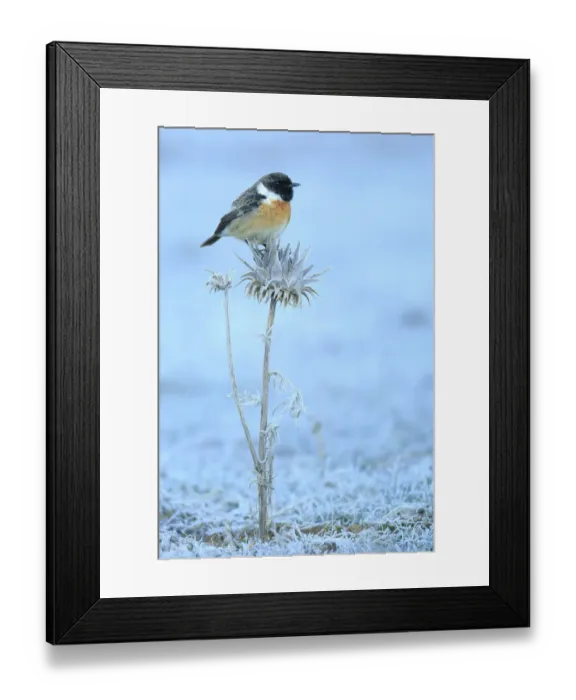 Framed Print : Common stonechat (Saxicola torquata) on frozen and dry thistle. Sierra de Grazalema Natural Park Framed Print : Common stonechat (Saxicola torquata) on frozen and dry thistle. Sierra de Grazalema Natural Park
