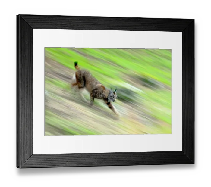 Framed Print : Iberian lynx (Lynx pardinus) running, blurred motion, Sierra de Andujar Natural Park Framed Print : Iberian lynx (Lynx pardinus) running, blurred motion, Sierra de Andujar Natural Park