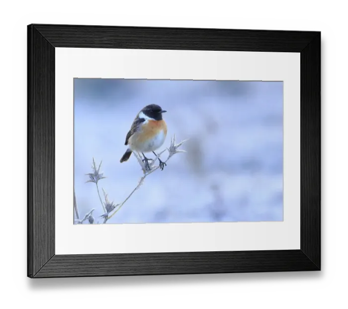 Framed Print : Common stonechat (Saxicola torquata) on frozen and dry thistle. Sierra de Grazalema Natural Park Framed Print : Common stonechat (Saxicola torquata) on frozen and dry thistle. Sierra de Grazalema Natural Park