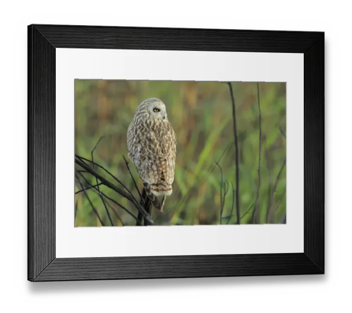 Framed Print : Short-eared owl (Asio flammeus) perched, Donana Natural Park, Andalusia, Spain. January Framed Print : Short-eared owl (Asio flammeus) perched, Donana Natural Park, Andalusia, Spain. January