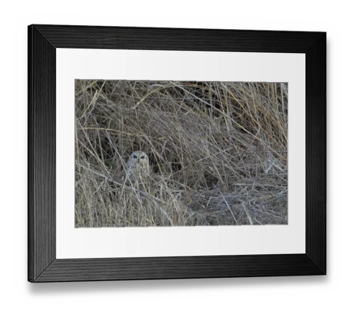 Framed Print : Short-eared owl (Asio flammeus) camouflaged, Donana Natural Park, Andalusia, Spain Framed Print : Short-eared owl (Asio flammeus) camouflaged, Donana Natural Park, Andalusia, Spain