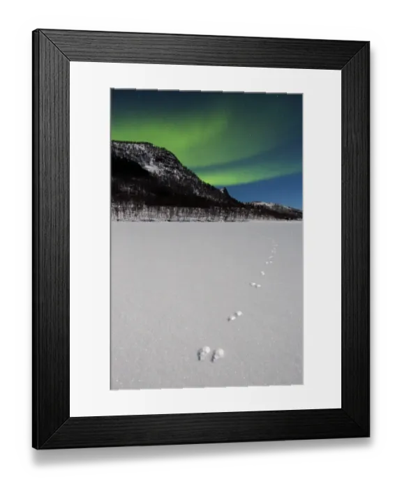 Framed Print : Footprints of Arctic hare (Lepus arcticus) with Northern lights (Aurora borealis) over Senja Framed Print : Footprints of Arctic hare (Lepus arcticus) with Northern lights (Aurora borealis) over Senja