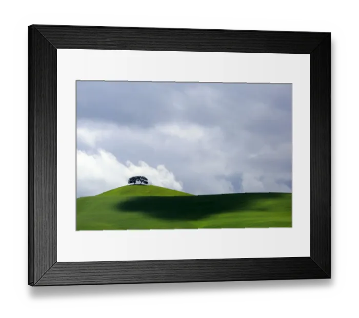 Framed Print : Holm oaks (Quercus ilex) two on hillside, Arcos de la Frontera, southern Spain. March Framed Print : Holm oaks (Quercus ilex) two on hillside, Arcos de la Frontera, southern Spain. March