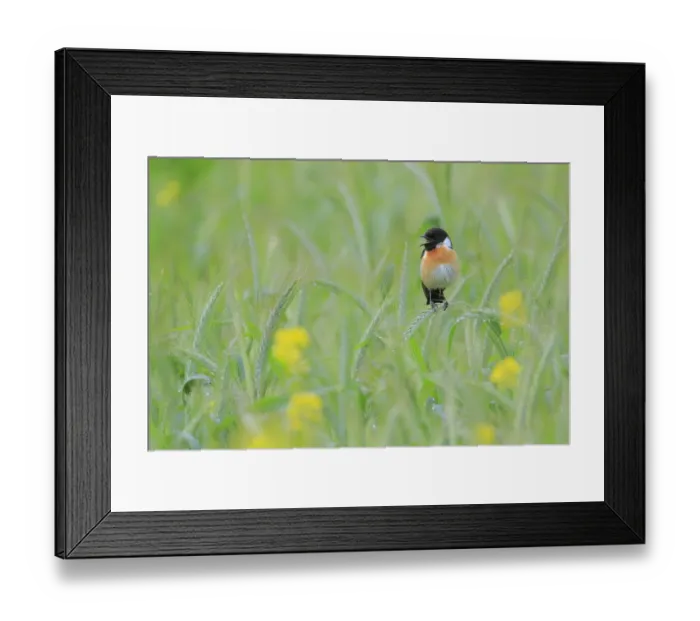 Framed Print : Common stonechat (saxicola torquata) male singing from green wheat, Sierra de Grazalema Framed Print : Common stonechat (saxicola torquata) male singing from green wheat, Sierra de Grazalema