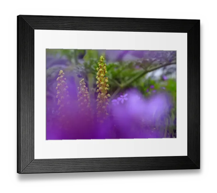 Framed Print : Man orchid (Orchis anthropophorum) Sierra de Grazalema Natural Park, southern Spain Framed Print : Man orchid (Orchis anthropophorum) Sierra de Grazalema Natural Park, southern Spain