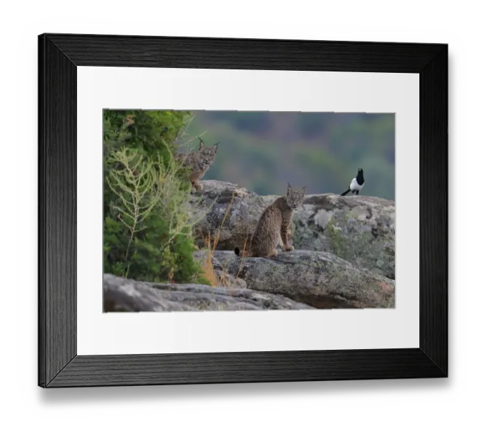 Framed Print : Iberian lynx (Lynx pardinus) with Magpie (Pica pica) behind, Sierra de Andujar Natural Park Framed Print : Iberian lynx (Lynx pardinus) with Magpie (Pica pica) behind, Sierra de Andujar Natural Park