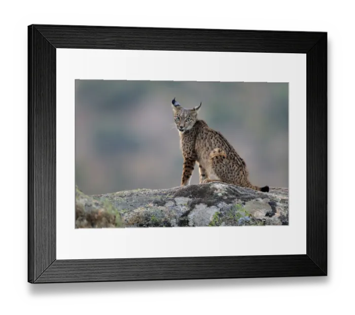 Framed Print : Iberian lynx (Lynx pardinus), Sierra de Andujar Natural Park, Jaen, Spain, September Framed Print : Iberian lynx (Lynx pardinus), Sierra de Andujar Natural Park, Jaen, Spain, September