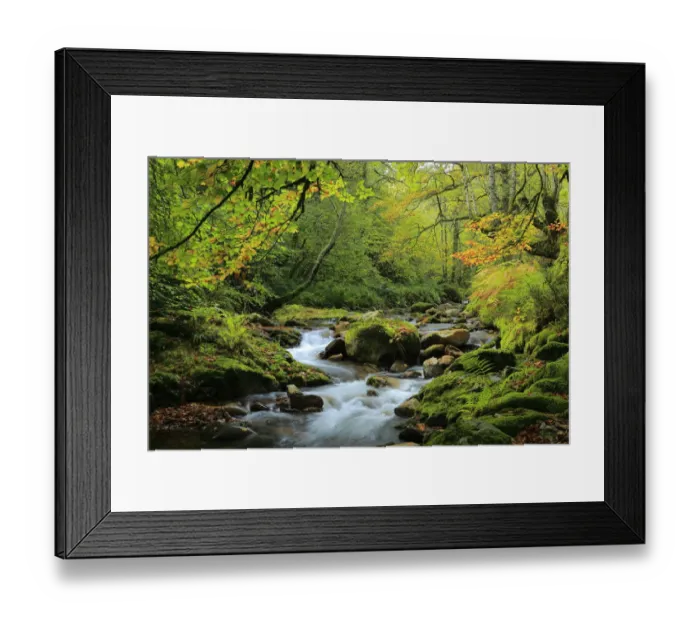 Framed Print : River and beech woodland (Fagus sylvatica) Muniellos National Park, Asturias, Spain Framed Print : River and beech woodland (Fagus sylvatica) Muniellos National Park, Asturias, Spain