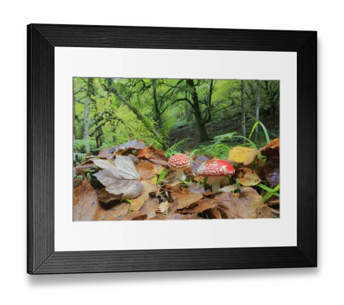 Framed Print : Fly agarics (Amanita muscaria) Muniellos National Park, Asturias, Spain. October