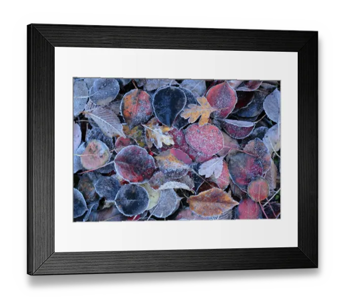 Framed Print : Frost covered Elm (Ulmus minor) and Pear tree (Pyrus sylvestris) tree leaves, Sierra Framed Print : Frost covered Elm (Ulmus minor) and Pear tree (Pyrus sylvestris) tree leaves, Sierra