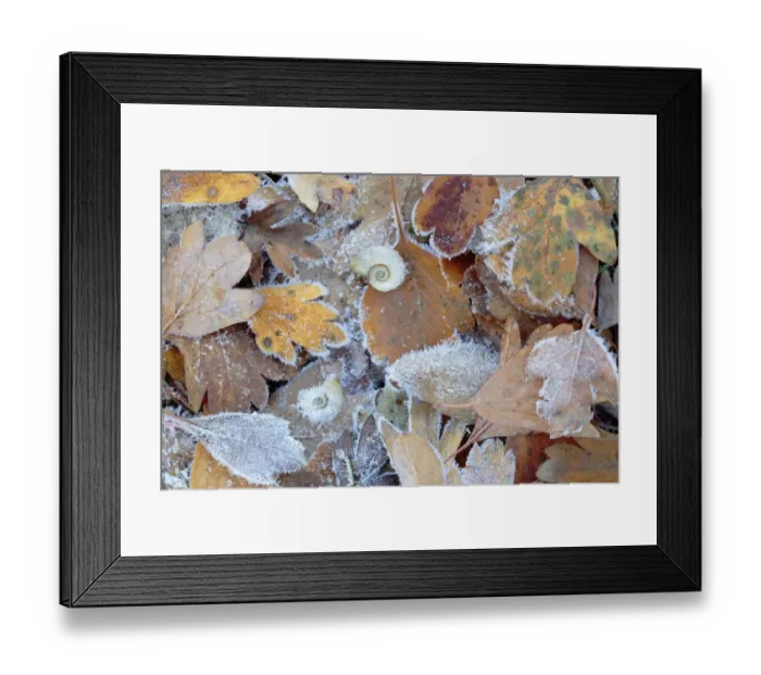 Framed Print : Frost covered Common hawthorn (Crategus monogyna) leaves, with Freshwater snail Framed Print : Frost covered Common hawthorn (Crategus monogyna) leaves, with Freshwater snail