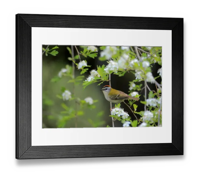 Framed Print : Firecrest (Regulus ignicapillus) perched in Common hawthron. Grazalema, Andalusia, Spain, April Framed Print : Firecrest (Regulus ignicapillus) perched in Common hawthron. Grazalema, Andalusia, Spain, April