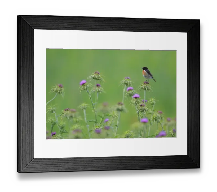Framed Print : Common stonechat (Saxicola torquata) on thistle. Sierra de Grazalema Natural Park Framed Print : Common stonechat (Saxicola torquata) on thistle. Sierra de Grazalema Natural Park