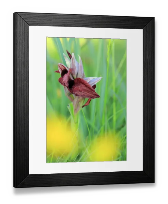 Framed Print : Heart shaped lip dactylorhiza orchid (Orchis cordigera) in flower, Sierra de Grazalema Natural Park Framed Print : Heart shaped lip dactylorhiza orchid (Orchis cordigera) in flower, Sierra de Grazalema Natural Park