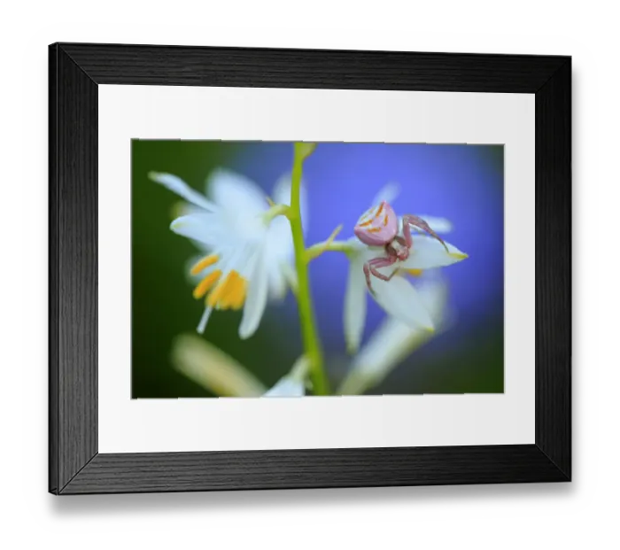 Framed Print : Crab spider (Thomisus onustus) Sierra de Grazalema Natural Park, southern Spain. May Framed Print : Crab spider (Thomisus onustus) Sierra de Grazalema Natural Park, southern Spain. May