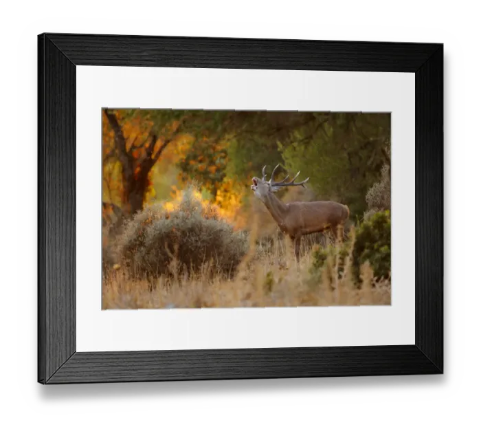 Framed Print : Red deer (Cervus elaphus) stag bellowing, Los Alcornocales Natural Park, southern Spain, September Framed Print : Red deer (Cervus elaphus) stag bellowing, Los Alcornocales Natural Park, southern Spain, September