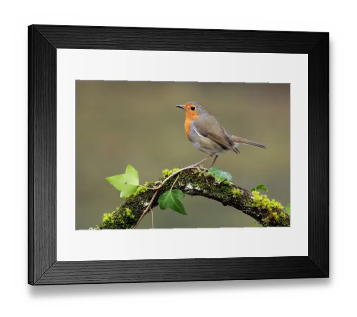 Framed Print : Robin (Erithacus rubecula) Cadiz, Spain, March Framed Print : Robin (Erithacus rubecula) Cadiz, Spain, March