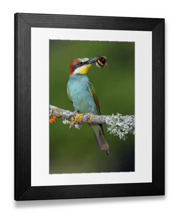 Framed Print : Bee-eater (Merops apiaster) with Bumblebee prey, Sierra de Grazalema Natural Park Framed Print : Bee-eater (Merops apiaster) with Bumblebee prey, Sierra de Grazalema Natural Park