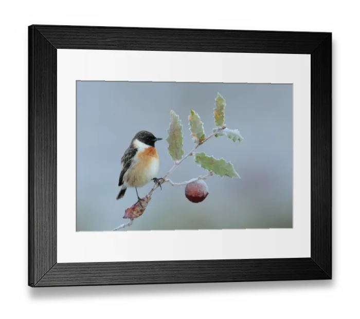 Framed Print : Common stonechat (Saxicola torquata) perched on frozen branch of Portuguese oak