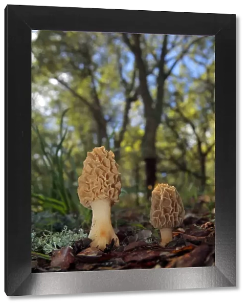 Morel mushroom (Morchella sp) Sierra de Grazalema Natural Park, southern Spain, May