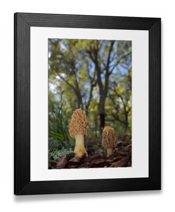 Framed Print : Morel mushroom (Morchella sp) Sierra de Grazalema Natural Park, southern Spain, May Framed Print : Morel mushroom (Morchella sp) Sierra de Grazalema Natural Park, southern Spain, May