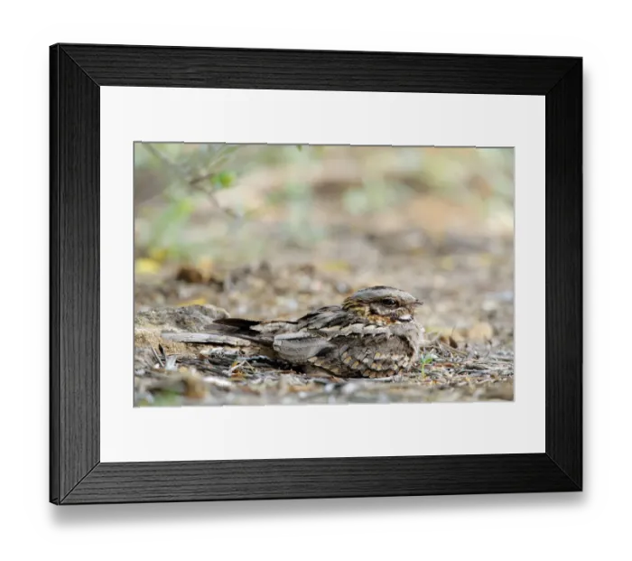 Framed Print : Red-necked nightjar (Caprimulgus ruficollis) on nest with eggs, Arcos de la Frontera Framed Print : Red-necked nightjar (Caprimulgus ruficollis) on nest with eggs, Arcos de la Frontera
