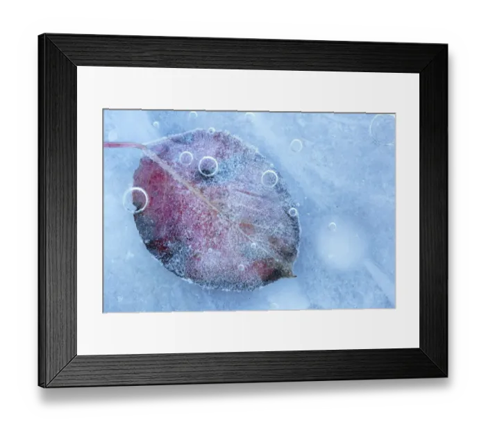 Framed Print : Frozen leaves of European pear (Pyrus communis) in ice. Sierra de Grazalema Natural Park Framed Print : Frozen leaves of European pear (Pyrus communis) in ice. Sierra de Grazalema Natural Park