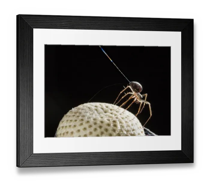 Framed Print : Money spider (Tenuiphantes sp) tiptoeing behaviour on dandelion seed head Framed Print : Money spider (Tenuiphantes sp) tiptoeing behaviour on dandelion seed head