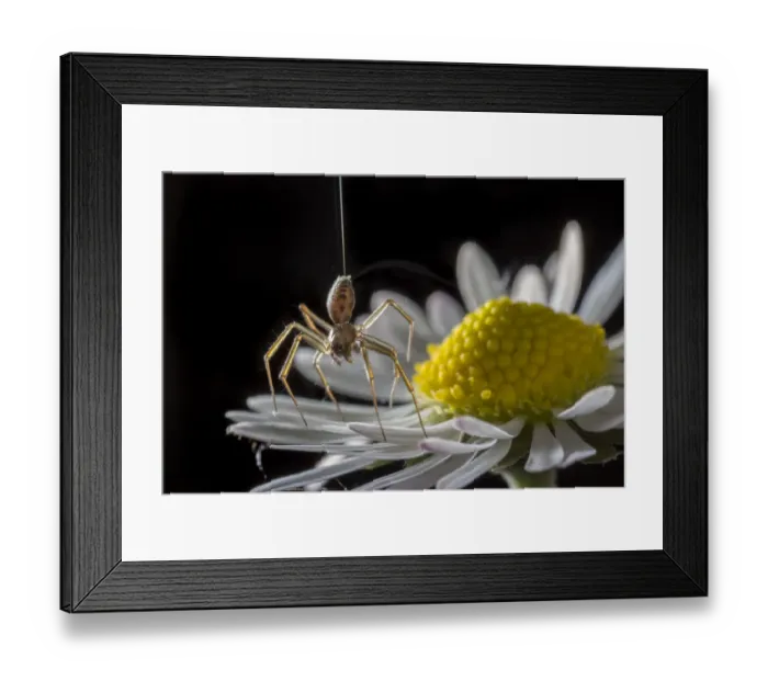 Framed Print : Money spider (Tenuiphantes sp) tiptoeing behaviour on daisy. Spiders can stand on tiptoes Framed Print : Money spider (Tenuiphantes sp) tiptoeing behaviour on daisy. Spiders can stand on tiptoes